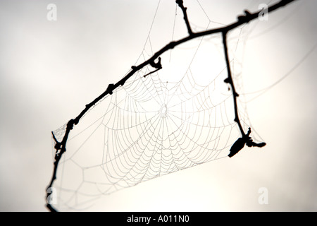 Araignées chargées de rosée sur les brindilles Banque D'Images