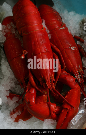 Bouillir le homard européen en magasin. Banque D'Images