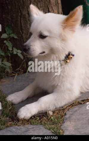 Chien blanc tibétain Lhasa Apso couché sur un sol en pierre à l'extérieur, portant un collier décoratif avec des cloches près d'un tronc d'arbre. Banque D'Images