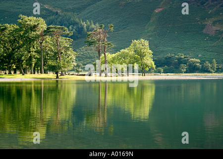 Buttermere Pin et cèdre Réflexions sur les eaux claires des lacs encore au printemps, 'le Lake District' Cumbria England UK. Banque D'Images