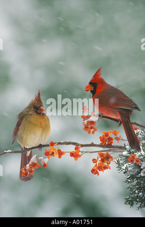 Cardinal - deux oiseaux mâles et femelles sur les bittersweet vine en neige, Midwest USA Banque D'Images