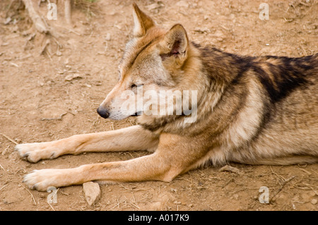 Loup tibétain Canis lupus laniger ou Canis lupus Chanco couché sur le sol, vue de profil latérale de ce majestueux prédateur dans son habitat. Banque D'Images