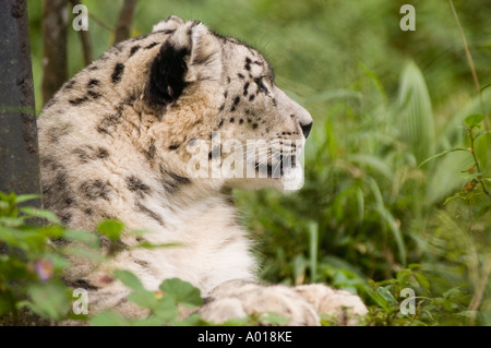 Profil en gros plan d'un léopard des neiges Panthera Unica reposant au milieu d'un feuillage vert dans un habitat naturel. Banque D'Images