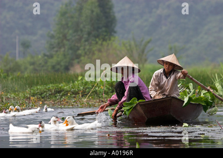 Canards à côté de la collecte de l'eau femmes chapeau conique de nénuphars sur la rivière Yen menant à la Pagode des parfums près de Hanoi Vietnam du Nord Banque D'Images