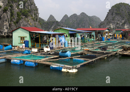 Village de pêcheurs flottant au large de l'île Cat Ba entre les paysages karstiques Rocky Island au nord-est Vietnam Banque D'Images