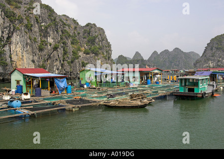 Village de pêcheurs flottant au large du nord-est de l'île Cat Ba Vietnam Banque D'Images