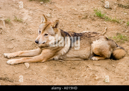 Loup tibétain Canis lupus laniger ou Canis Lupus Chanco Banque D'Images