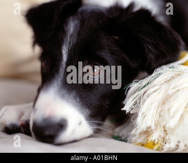 Chiot Border Collie couché Banque D'Images