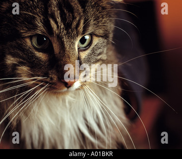 Chat à poils longs à la bas Banque D'Images