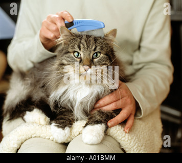 Cat d'être soigné par son propriétaire Banque D'Images