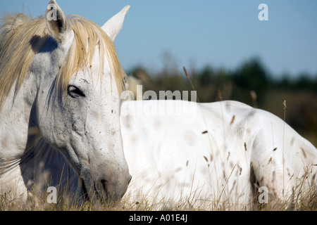 Tôt le matin dans la campagne de la Camargue situé dans le sud de la France quelques White horse sont vivre libre et sauvage Banque D'Images