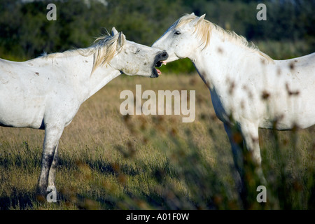 Tôt le matin dans la campagne de la Camargue situé dans le sud de la France quelques White horse sont vivre libre et sauvage Banque D'Images