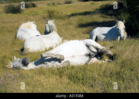 Tôt le matin dans la campagne de la Camargue situé dans le sud de la France quelques White horse sont vivre libre et sauvage Banque D'Images