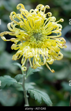 Gros plan d'une fleur jaune de Chrysanthemum Kalimpong en fleurs dans un domaine fleuri au Bengale occidental, en Inde. Banque D'Images