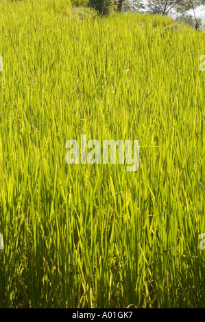 Gros plan d'un champ de riz paddy vert et vibrant à Kalimpong, au Bengale occidental, en Inde, montrant des tiges luxuriantes sous la lumière du soleil. Banque D'Images