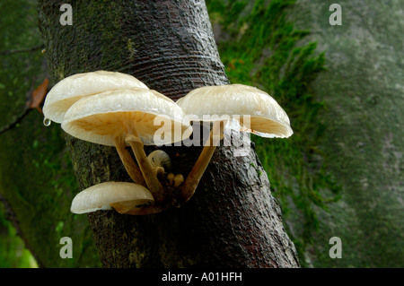 Hêtre visqueuse champignons Oudemansiella mucida Pac ou tasses de champignons poussant sur un tronc d'arbre Banque D'Images