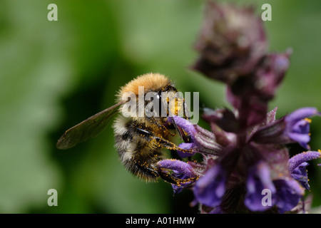 Commune de bourdons (Bombus pascuorum cardeur, abeille) se nourrissant de lavande Banque D'Images