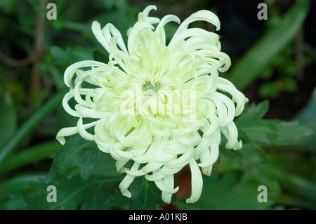 Gros plan d'un chrysanthème blanc jaune fleuri au domaine floral de Kalimpong, au Bengale occidental, en Inde. Banque D'Images