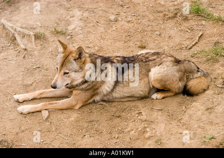 Loup tibétain Canis lupus laniger ou Canis Lupus Chanco Banque D'Images