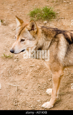 Loup tibétain Canis lupus laniger ou Canis Lupus Chanco Banque D'Images