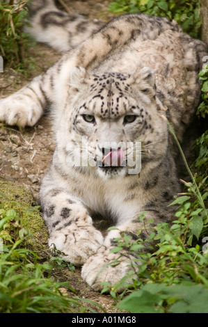 Un léopard des neiges Panthera Unica couché sur le sol, léchant son nez dans un habitat naturel entouré de feuillage vert. Banque D'Images