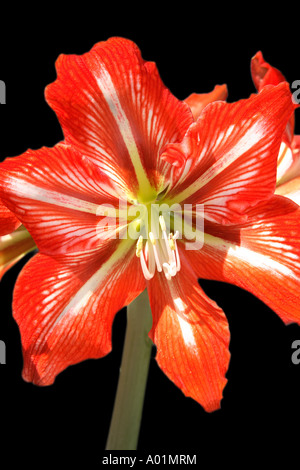Rouge et blanc grand AMARYLLIS Hippeastrum fleurs sur tige simple détail, sur fond noir Banque D'Images