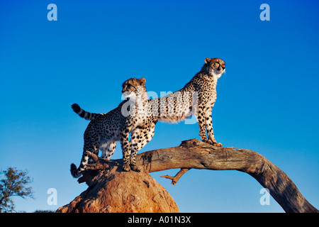 Groupe de guépards en utilisant termitière et branche comme un point d'observation La Namibie Banque D'Images