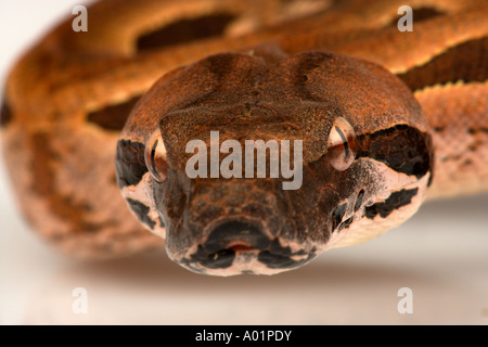 Madagascar Rez Boa Acrantophis madagascariensis Banque D'Images