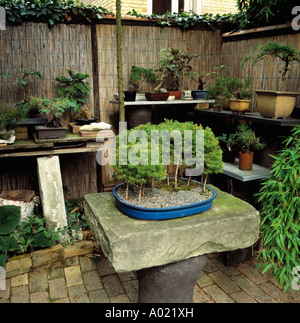 Petit bonsaï en pot sur de grandes dalles de pierre dans les petites table jardin de style japonais avec des pots de bonsai en face de bamboo fence Banque D'Images