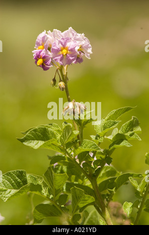 Gros plan de fleurs de pomme de terre rose et violette vibrantes avec des centres jaunes et des feuilles vertes dans un champ ensoleillé. Banque D'Images