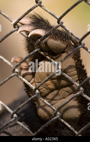 Gros plan de la patte et des griffes d'un ours noir de l'Himalaya ou de l'Asie (Selenarctos thibetanus) saisissant une clôture à maillons dans une cage. Banque D'Images