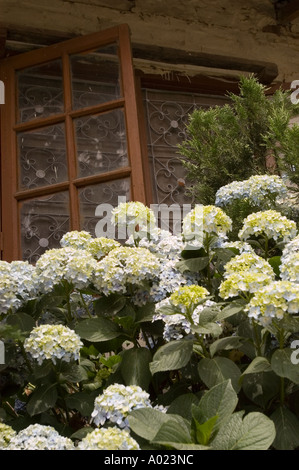 Fleurs d'hortensia blanches fleurissant devant une maison de réfugiés tibétains à Dharamsala, en Inde. Banque D'Images