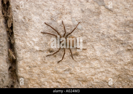 Big brown araignée Huntsman Manali Himachal Pradesh, Inde Banque D'Images