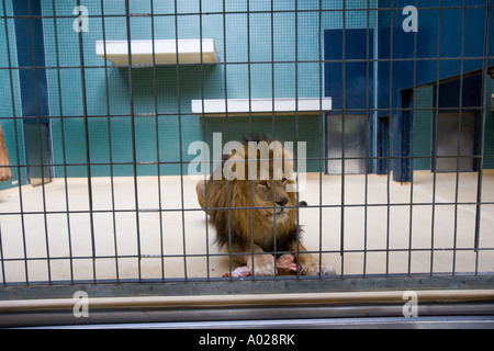 Allemagne Berlin Lion en cage Banque D'Images