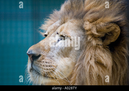 Allemagne Berlin Lion en cage Banque D'Images