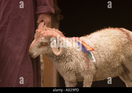 Main tenant la corne de mouton comme cadeau à une fête de mariage bouddhiste traditionnelle Zanskari à Zanskar, Ladakh, Jammu Cachemire, Inde. Banque D'Images