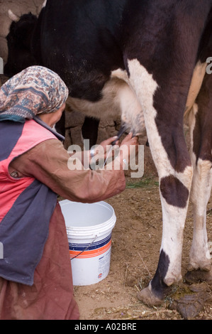 La traite des vaches par femme Basgo Ladakhis Ladakh Inde village Banque D'Images