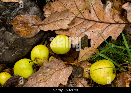 Pommes de crabe tombé sur sol jonché de feuilles de chêne par la rivière Wye près de Rhayader Powys Pays de Galles Banque D'Images