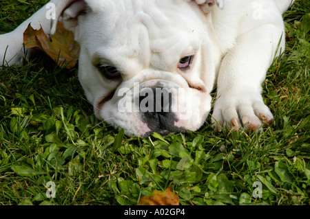 Bulldog anglais Nano Calvo VWPics com Banque D'Images