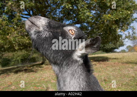 Portrait de chèvre Abyssin UK Banque D'Images