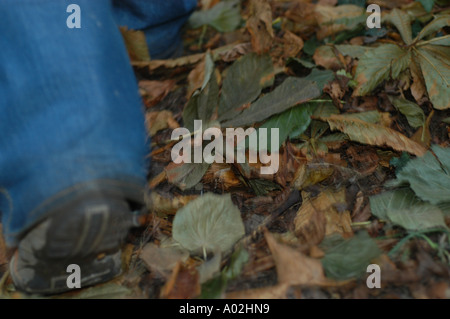 Progression dans les feuilles d'automne Banque D'Images