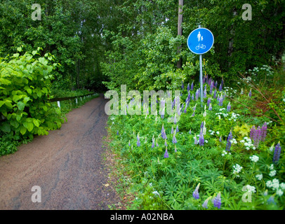 Fleurs le long d'un sentier de marche près de Torsby dans le comté de Värmland Suède Banque D'Images