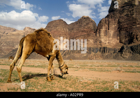 Camel paissant dans un paysage désertique, Wadi Rum, Jordanie Banque D'Images