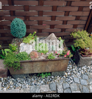 Close-up de creux rectangulaires en métal plantée de plantes alpines et les succulentes contre clôture en bois Banque D'Images