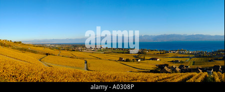 Panorama du vignoble en automne. Banque D'Images