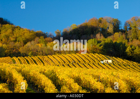 Vignobles suisses de la côte, au Mont-sur-Rolle, après la récolte sous un ciel bleu clair. L'espace pour le texte dans le ciel. Banque D'Images