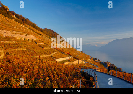 Les vignobles de Lavaux suisse sur le côté du Lac Léman Le lac Léman dans la soirée d'automne du soleil Banque D'Images