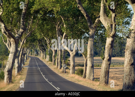 Route de campagne bordée de platanes (platanus), France. Banque D'Images