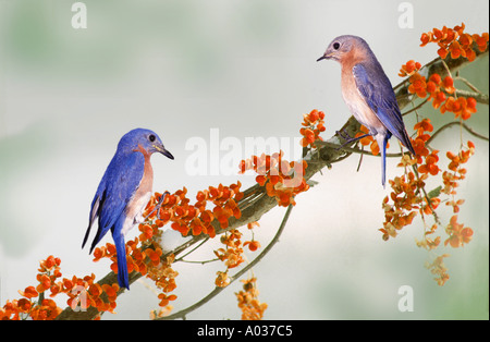 Les Merlebleus américain mâle et femelle en face de l'autre on snowy branch de petits fruits doux-amer de l'hiver, USA Banque D'Images