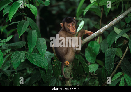 Macaque cochon Macaca nemestrina sitting on branch Banque D'Images